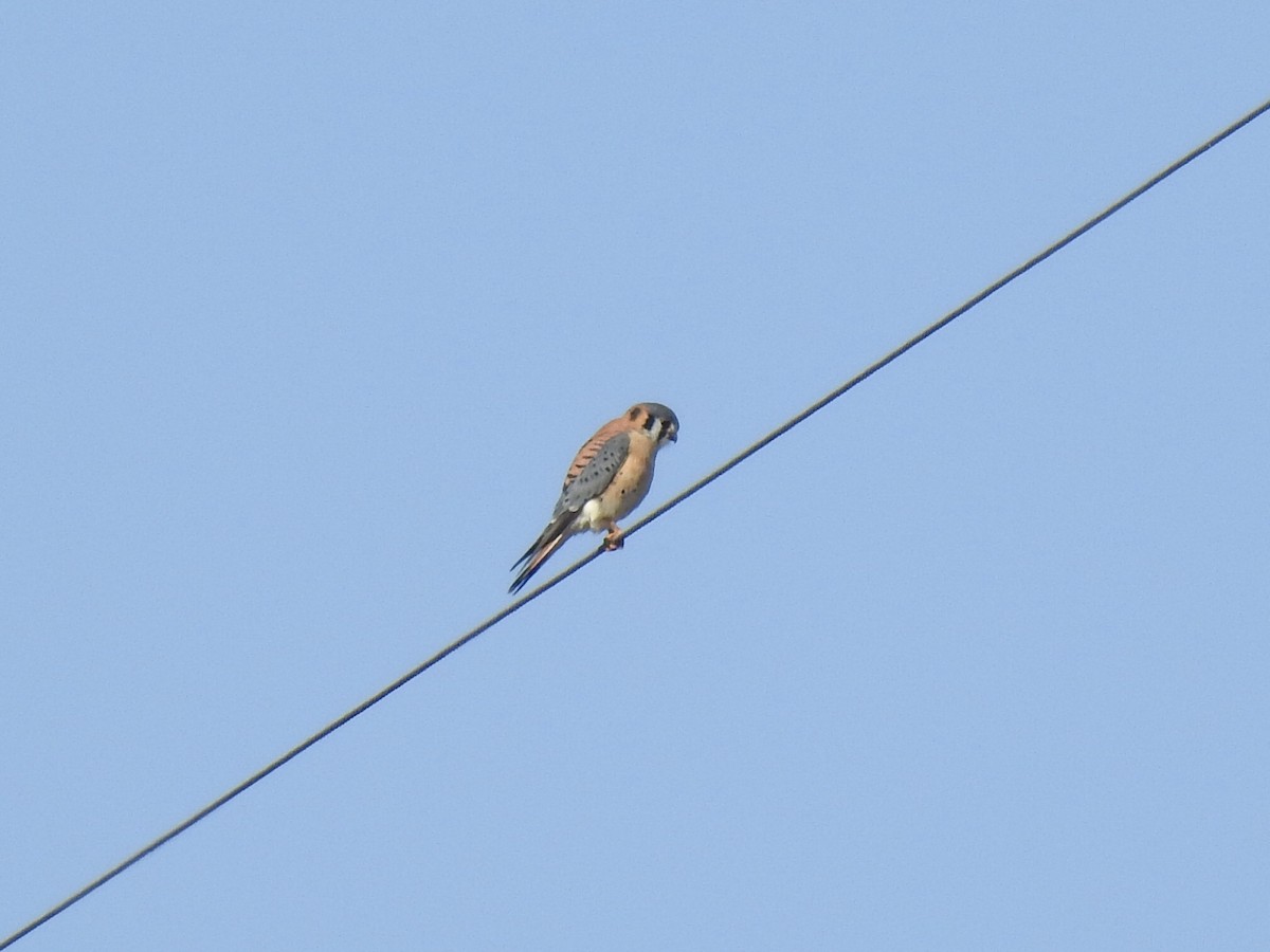 American Kestrel - ML290269851