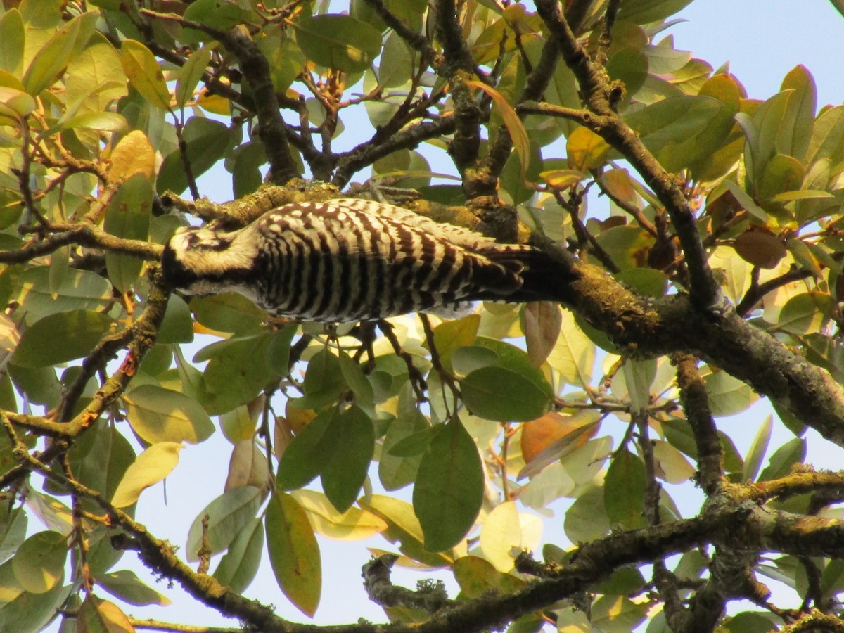 Ladder-backed Woodpecker - ML290269921