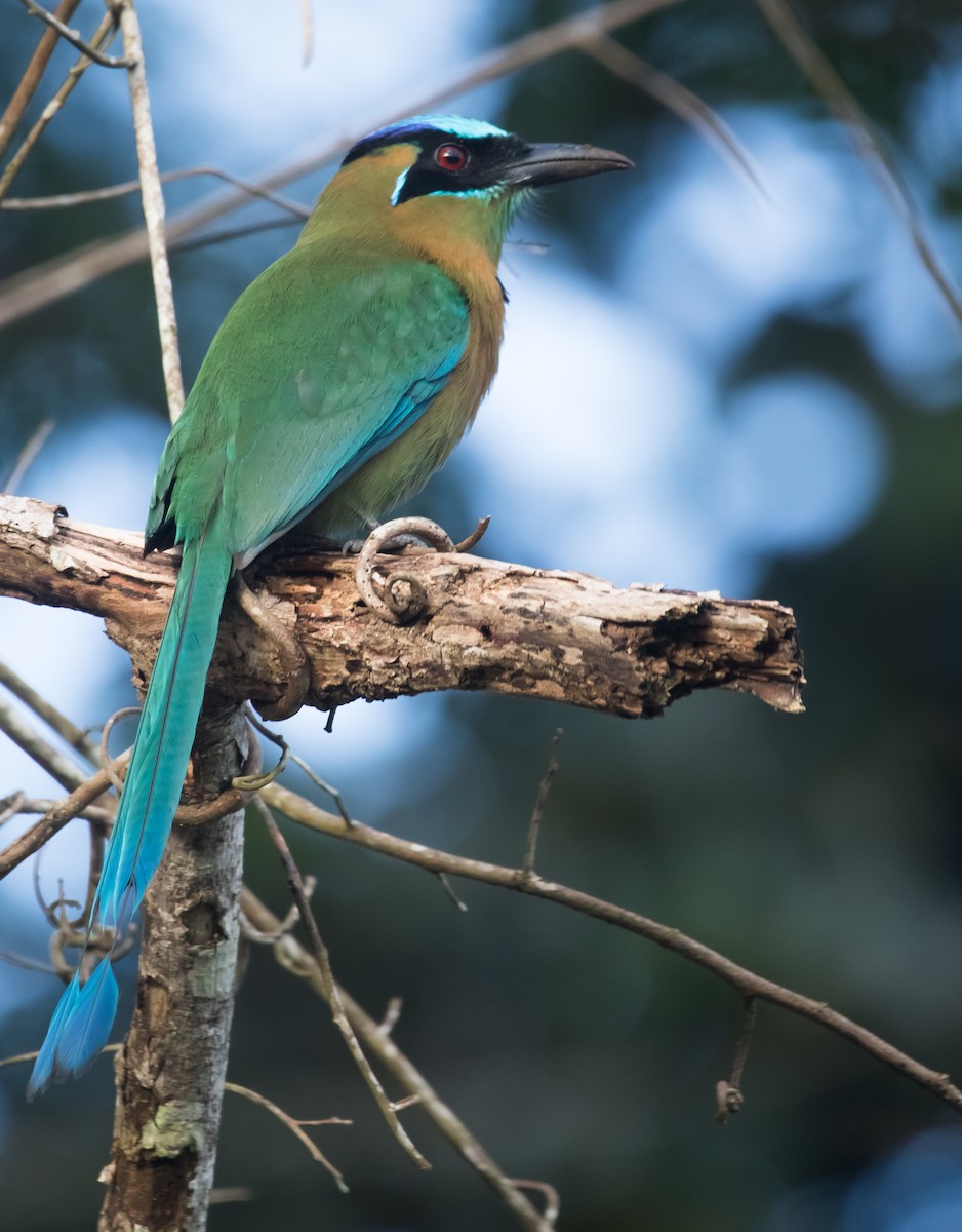 Lesson's Motmot - Isaias Morataya