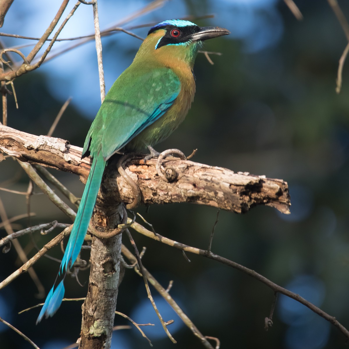 Lesson's Motmot - Isaias Morataya