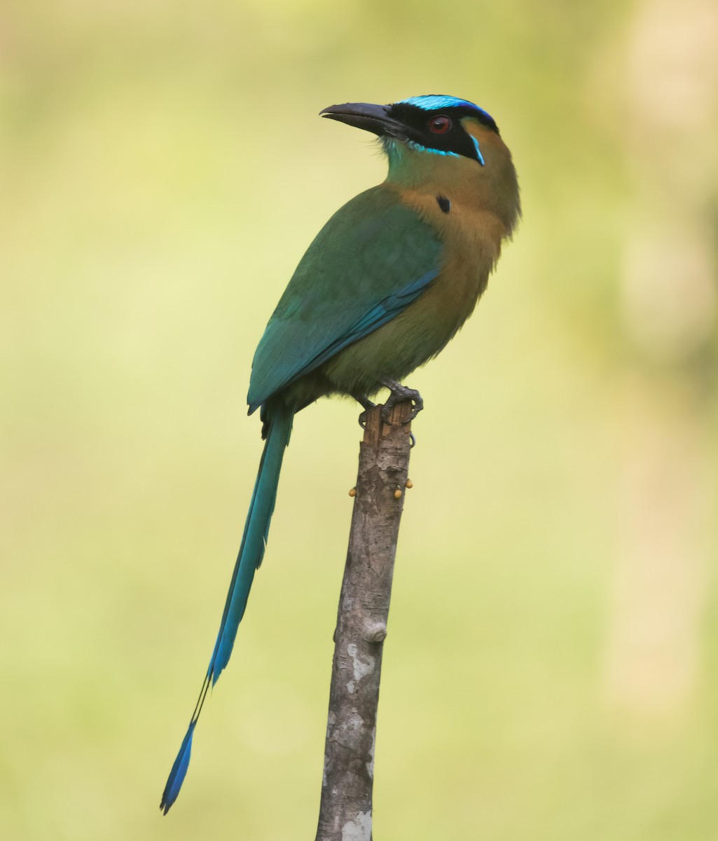 Lesson's Motmot - ML290271411