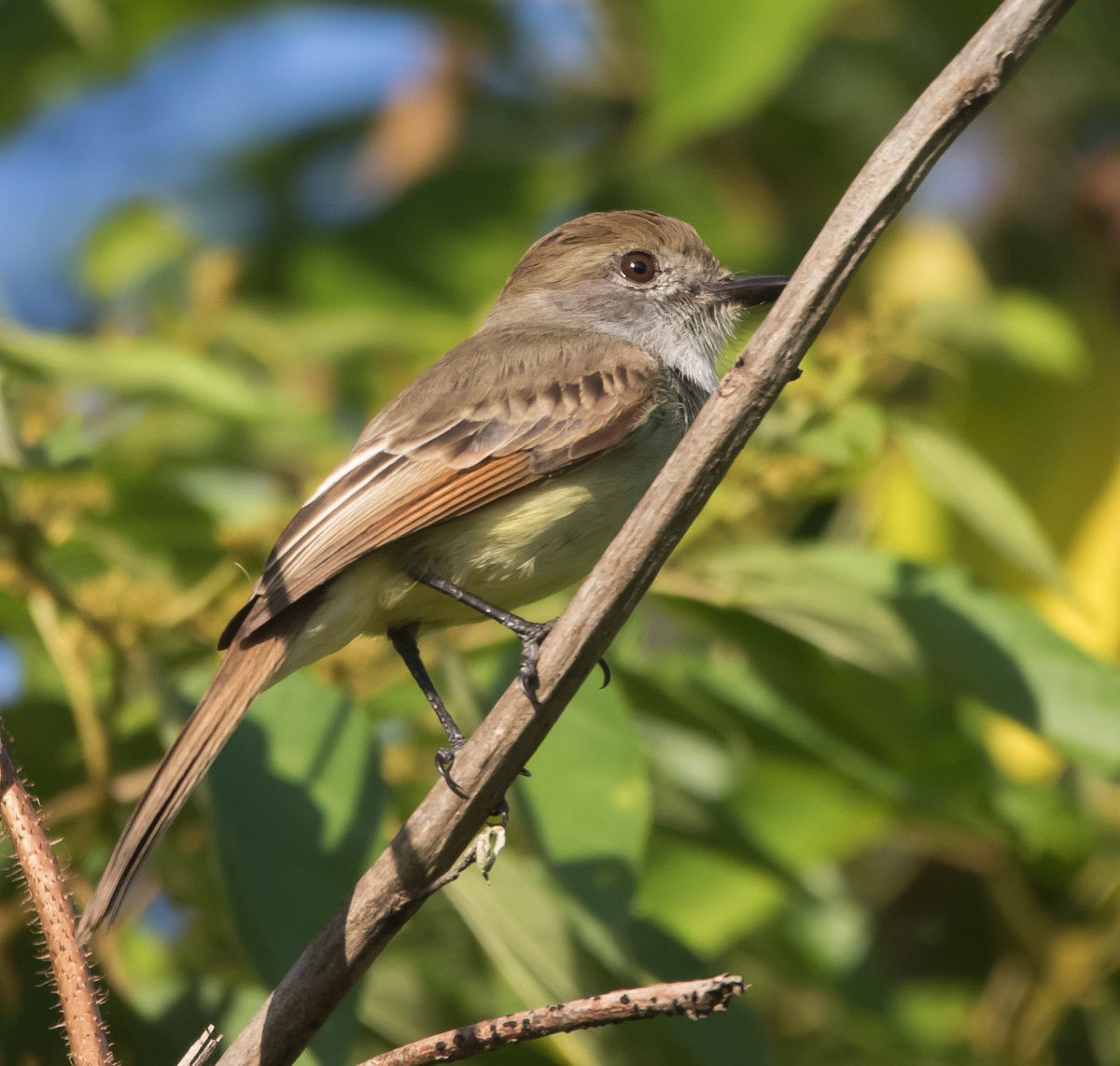 Yucatan Flycatcher - Isaias Morataya