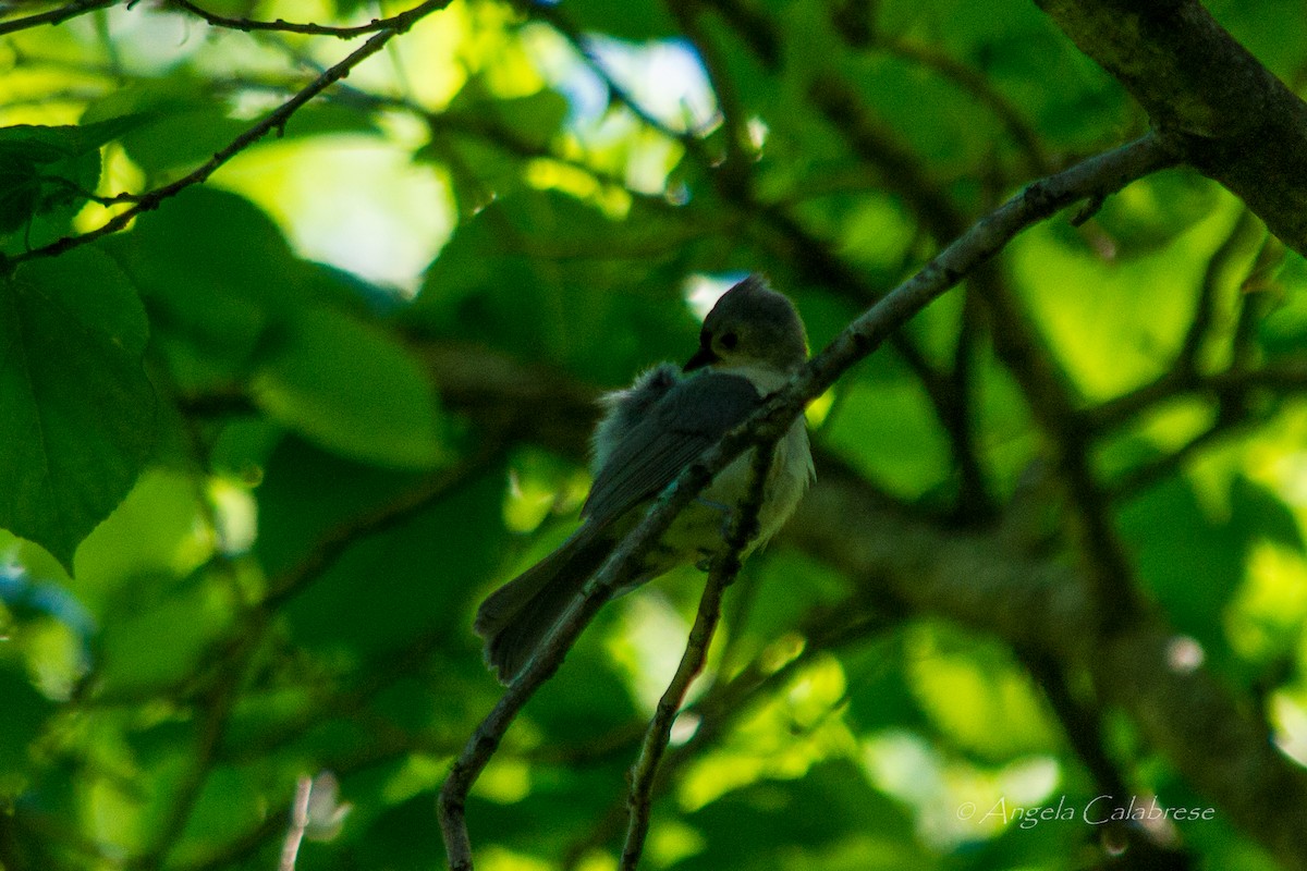 Tufted Titmouse - Angela Calabrese