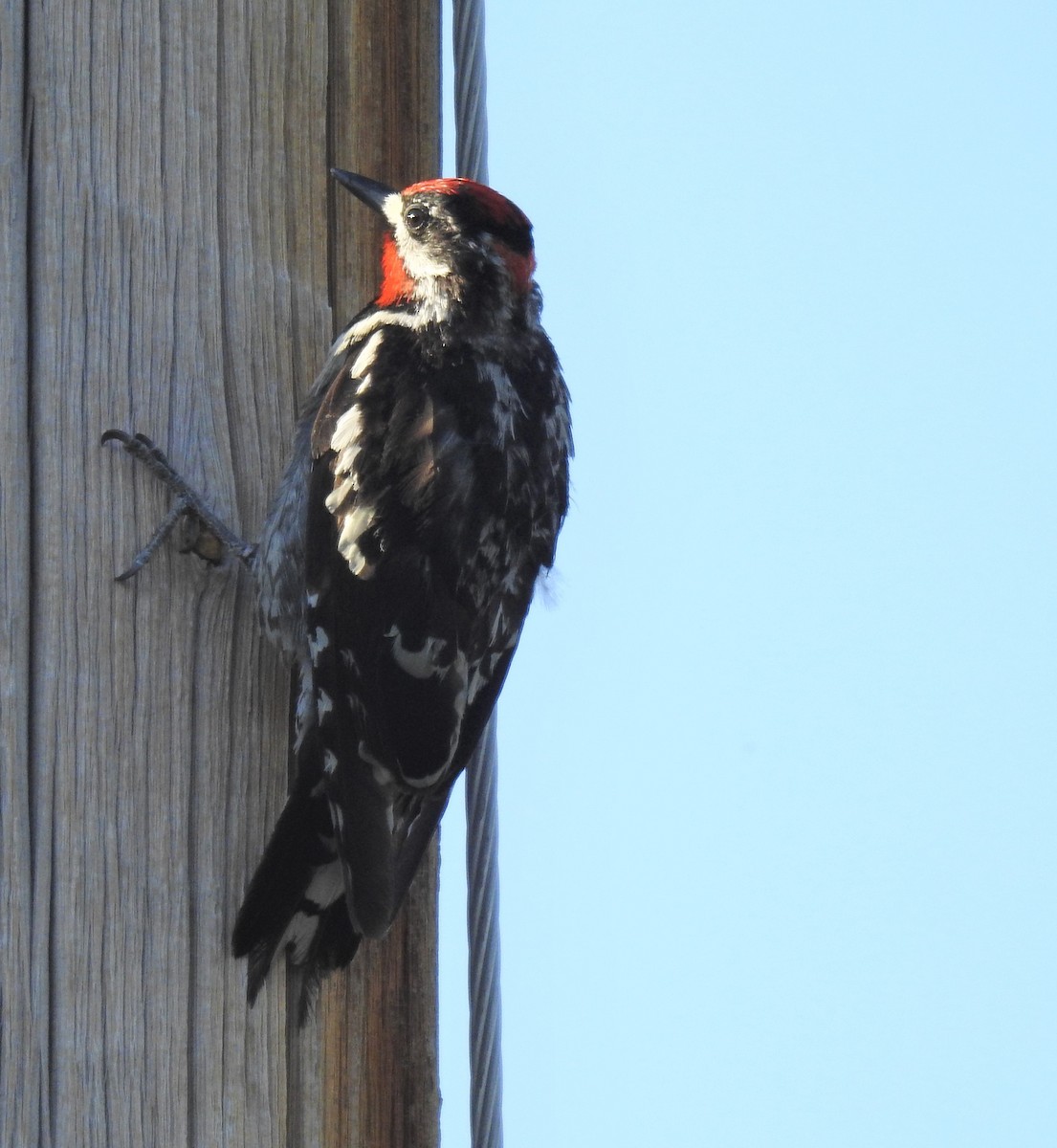 Red-naped Sapsucker - ML290272591