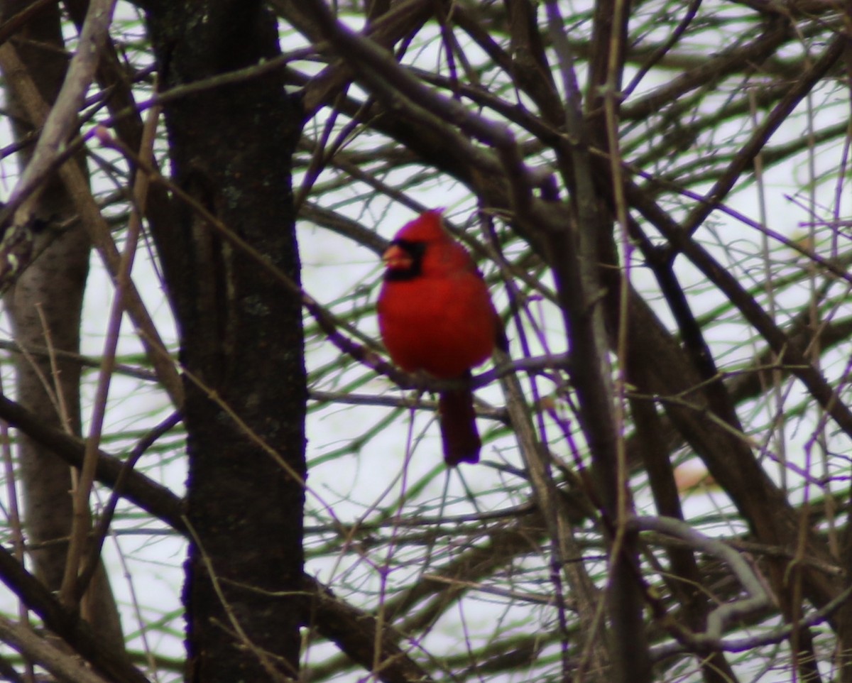 Cardinal rouge - ML290273111