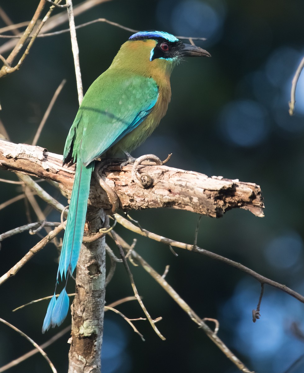 Lesson's Motmot - ML290273281