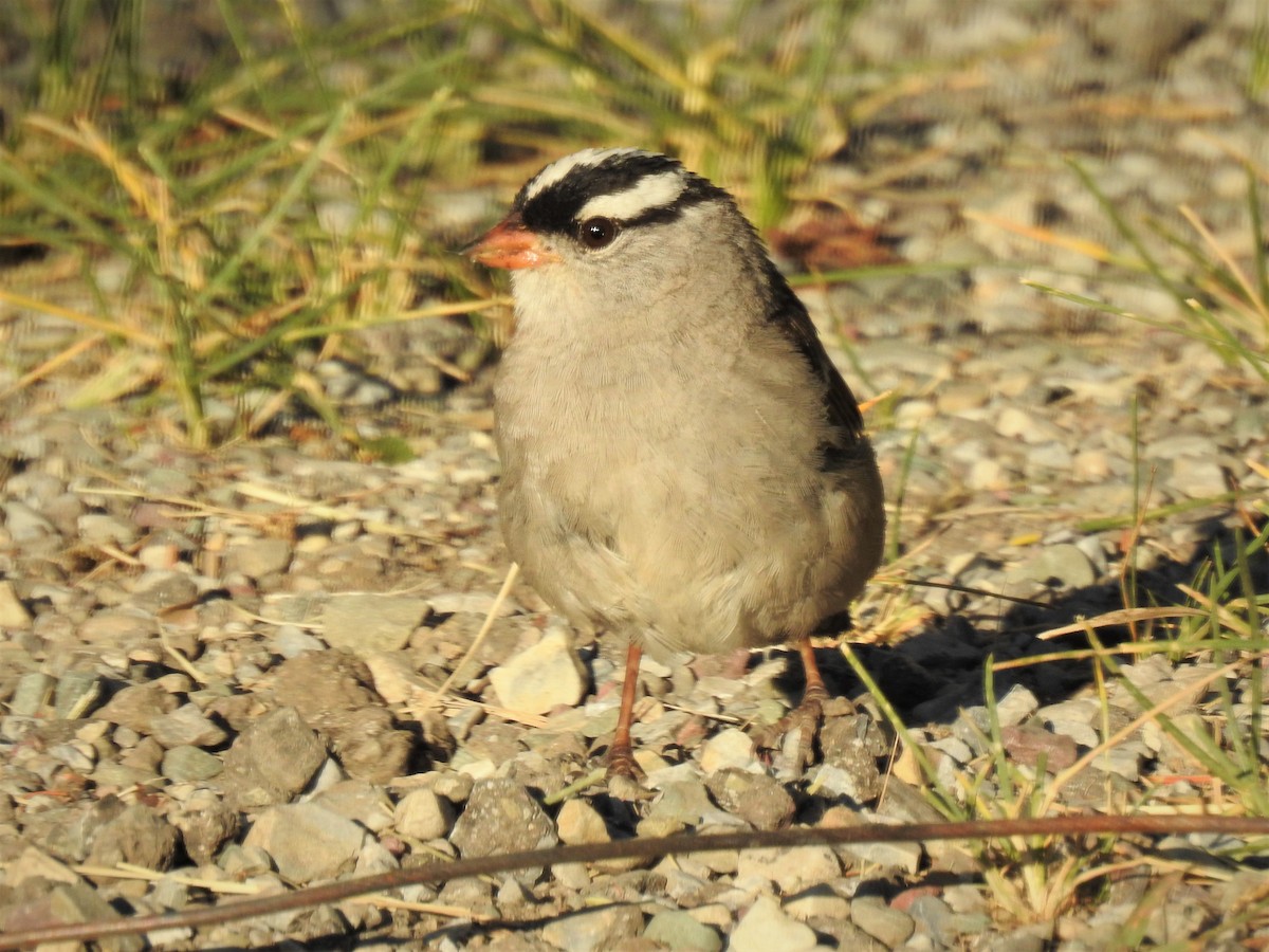 White-crowned Sparrow - ML290273461