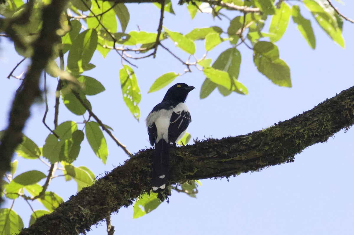Magpie Tanager - ML290274381