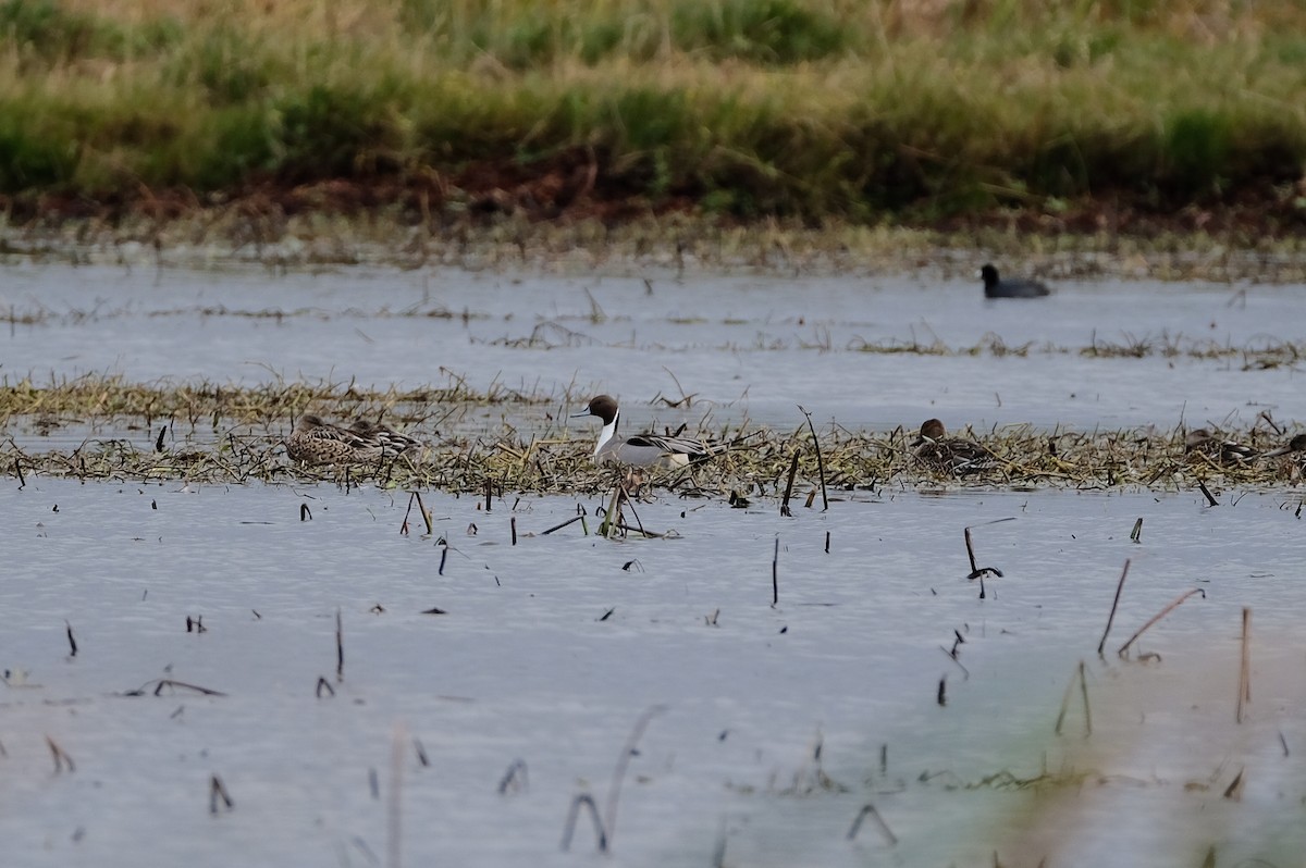 Northern Pintail - James Smithers