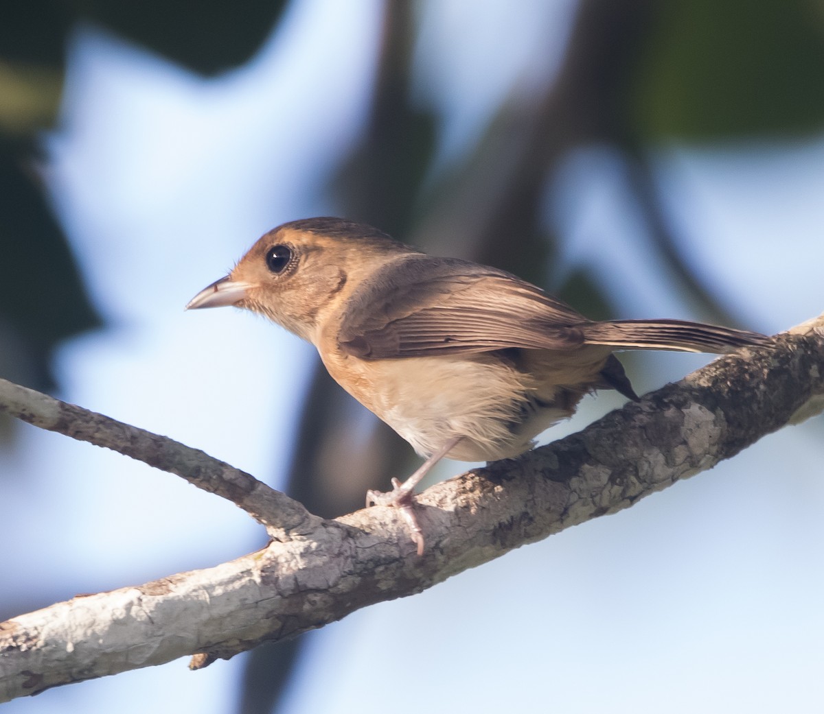 Gray-throated Chat - Isaias Morataya