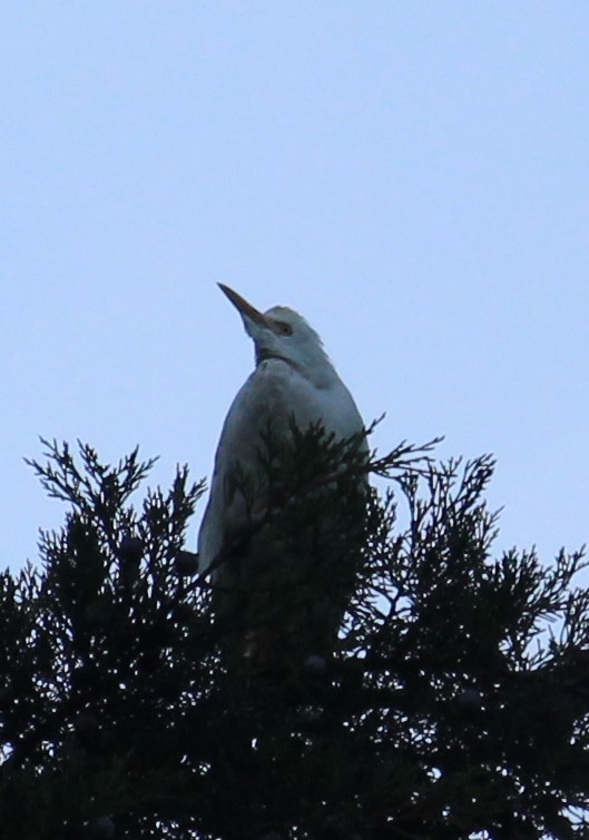 Western Cattle Egret - ML290276341