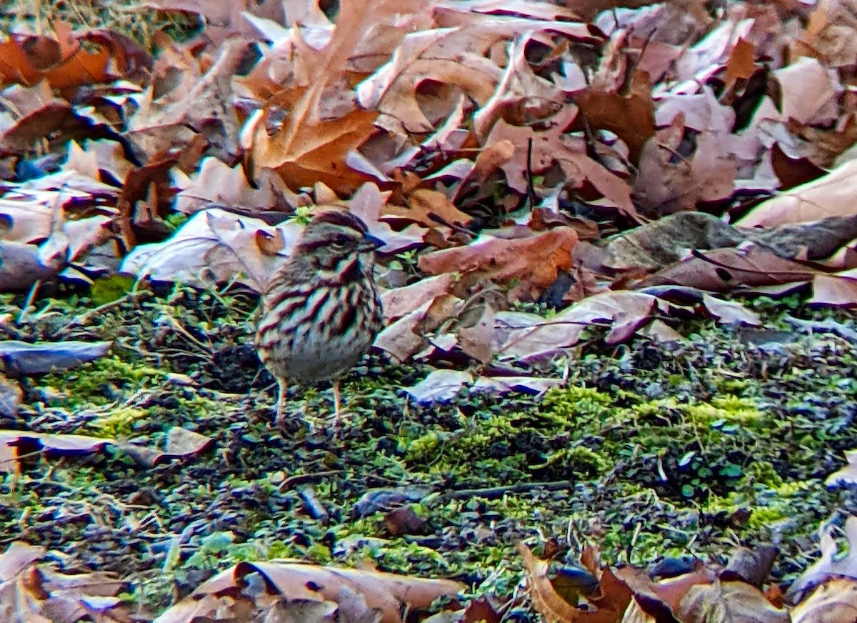 Song Sparrow - ML290276601