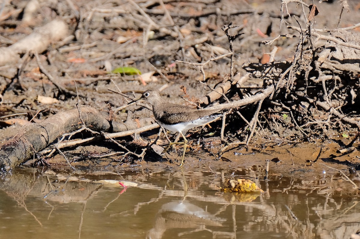 Solitary Sandpiper - ML290277261