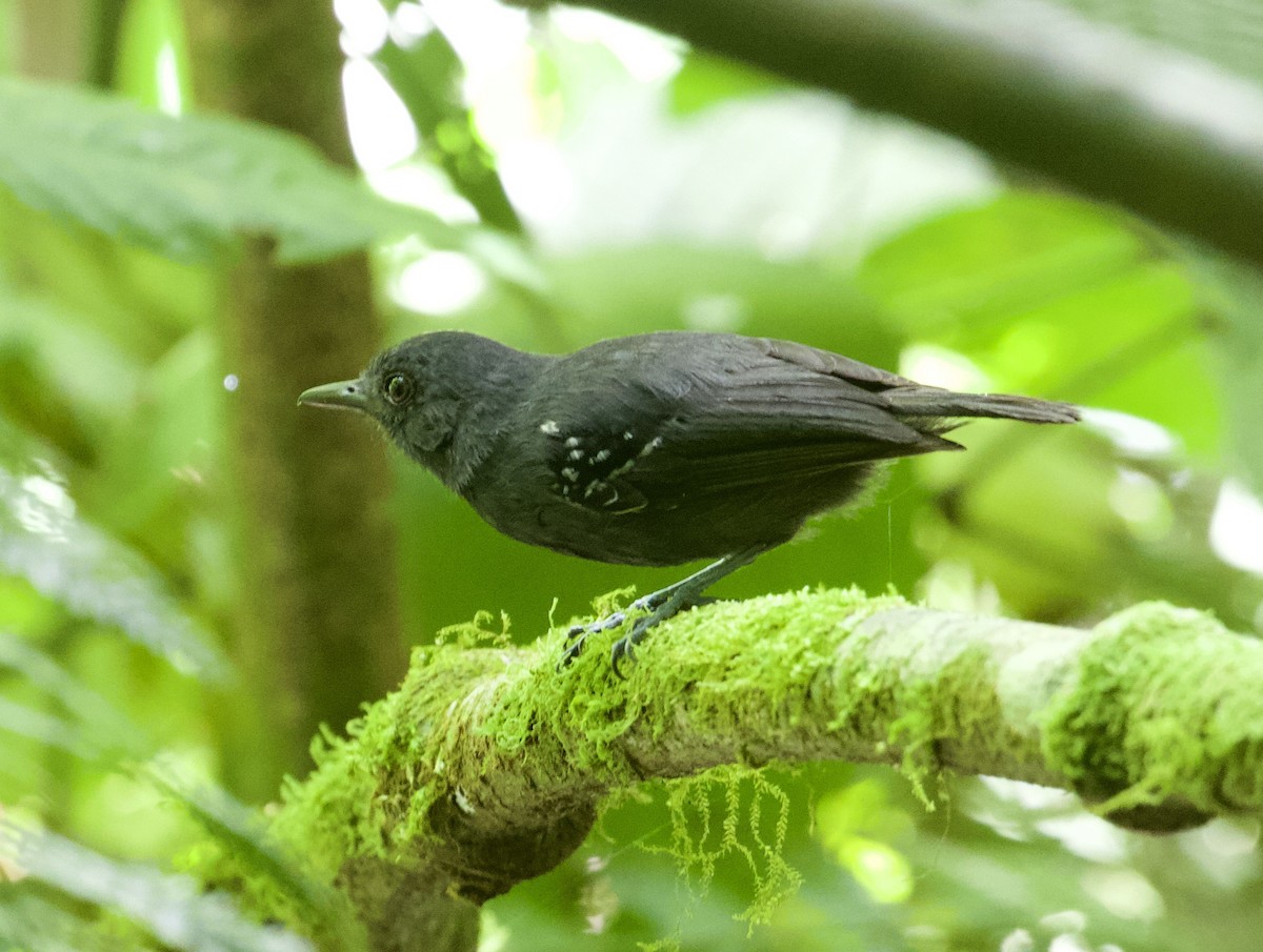 Plumbeous Antvireo - ML290277851