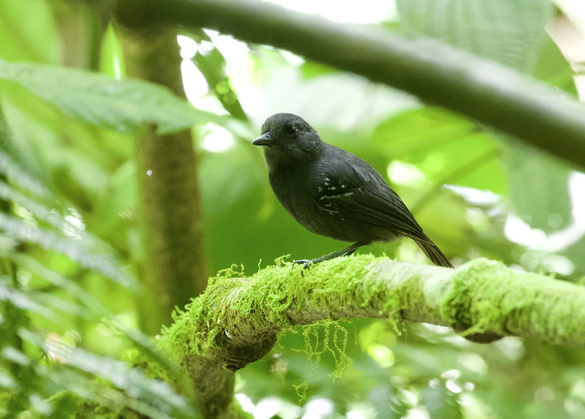 Plumbeous Antvireo - ML290277891