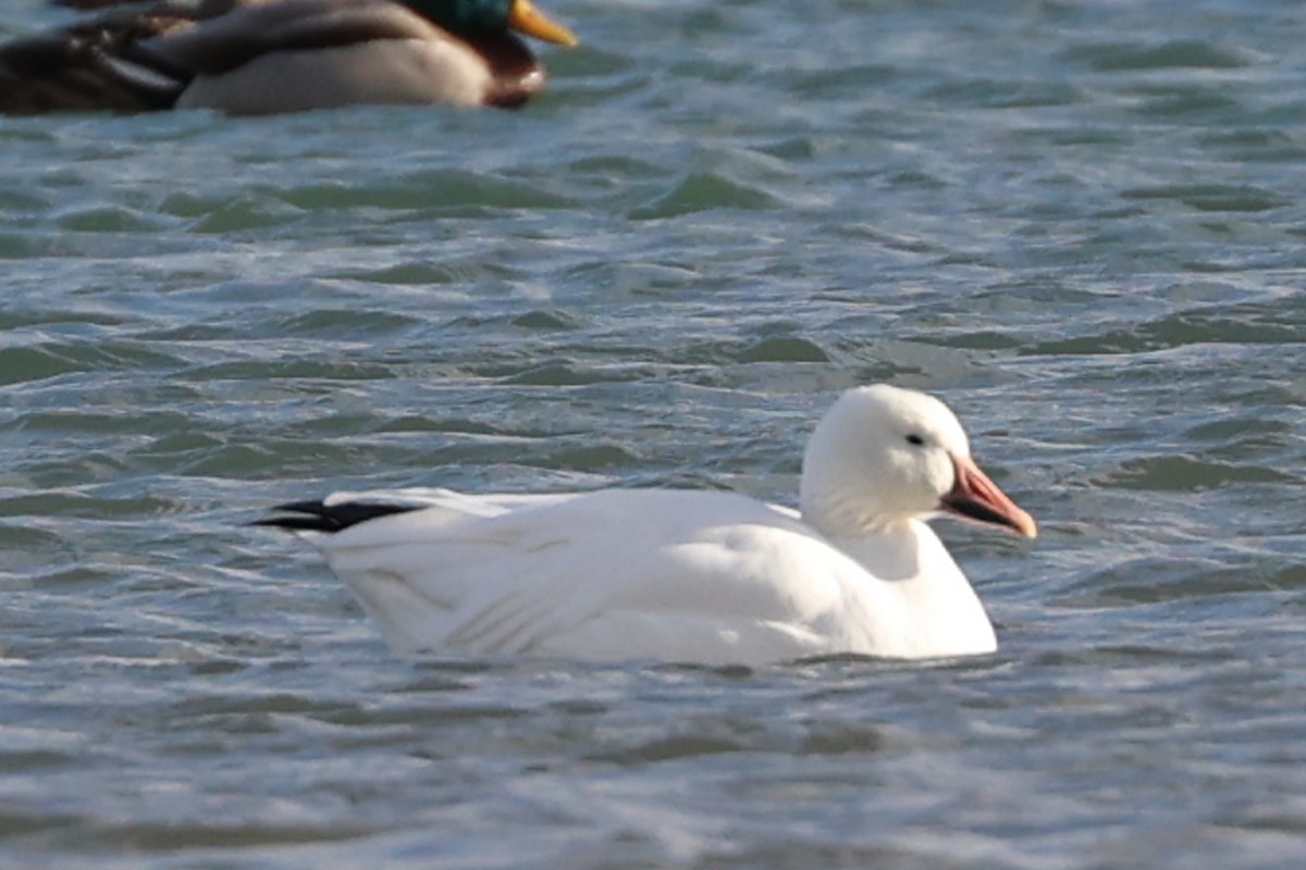 Snow Goose - ML290279761