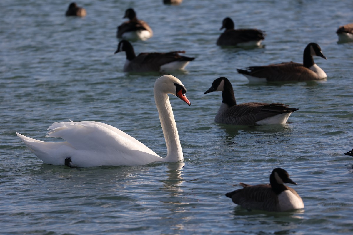 Mute Swan - ML290280111