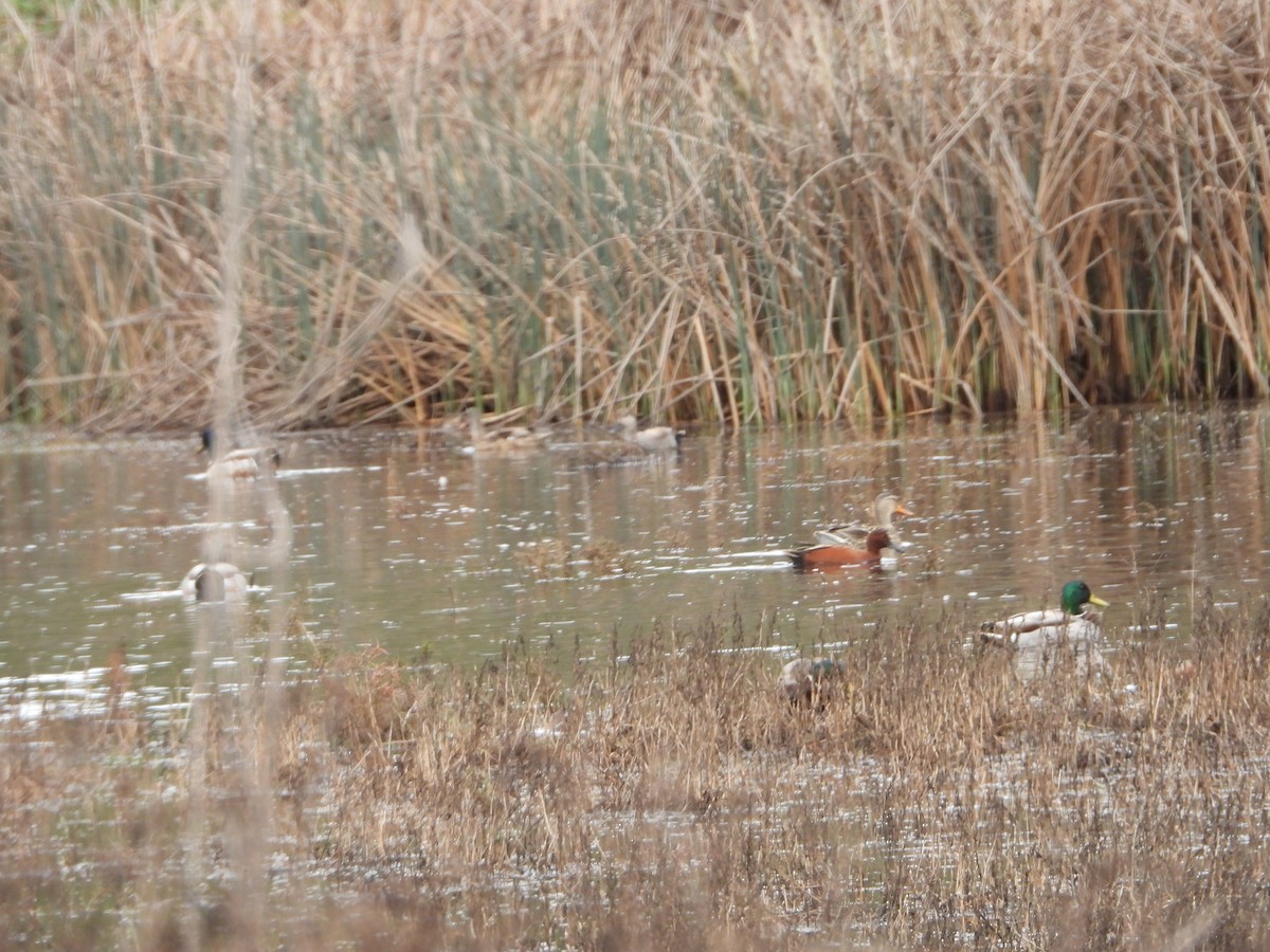 Cinnamon Teal - ML290281611