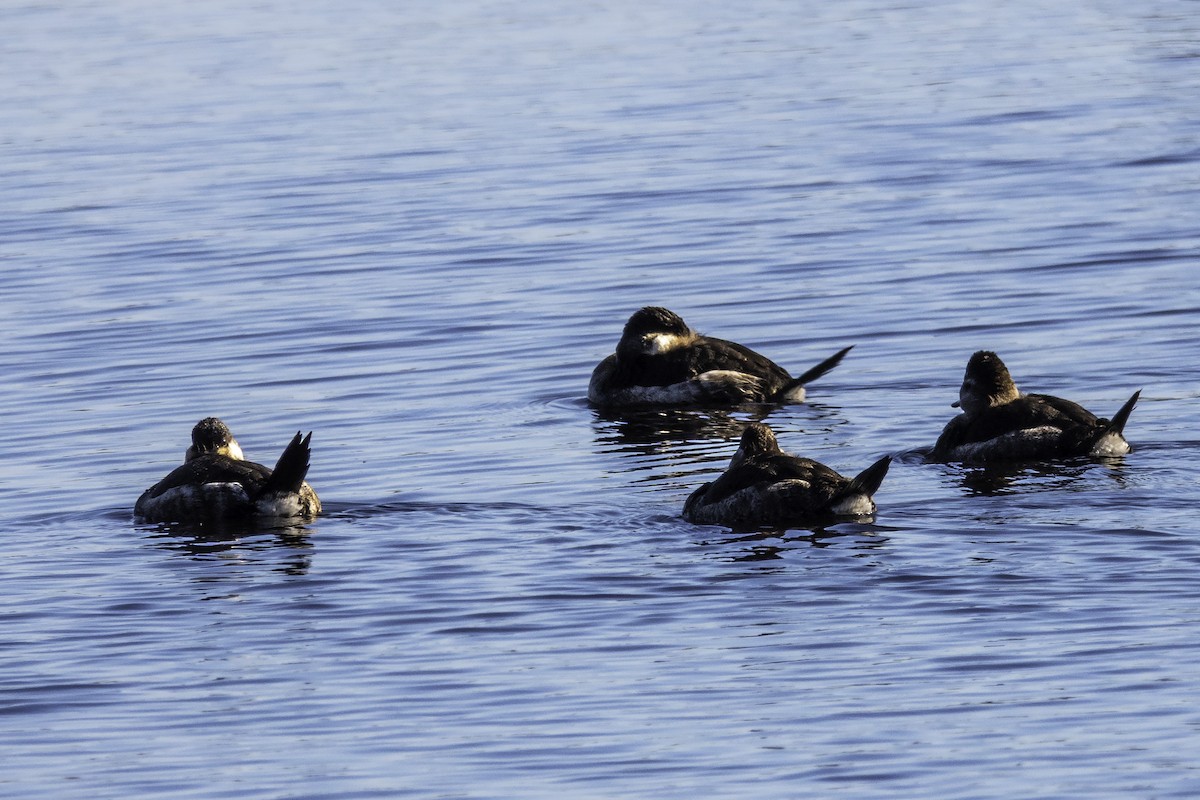 Ruddy Duck - Wendy Allen