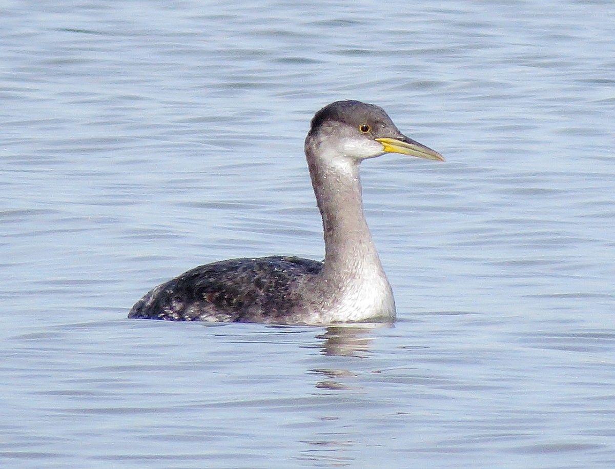 Red-necked Grebe - Bill Carrell