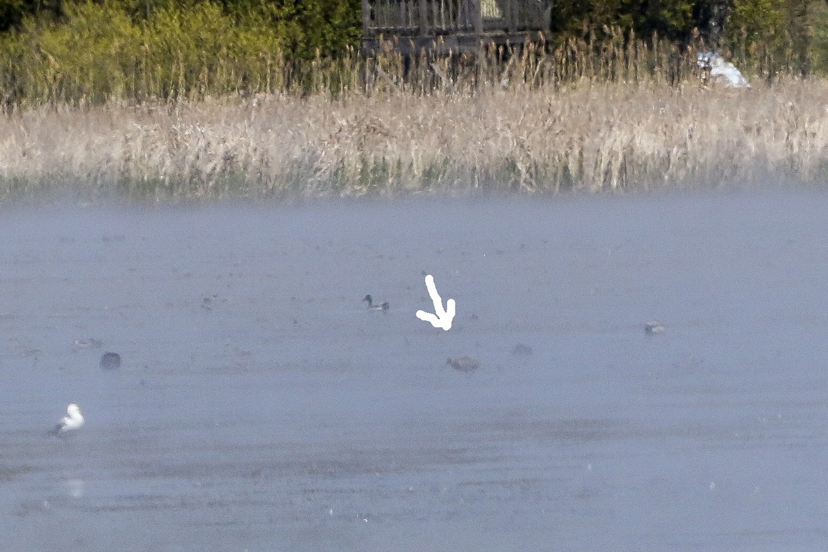 Barge marbrée - ML29028471