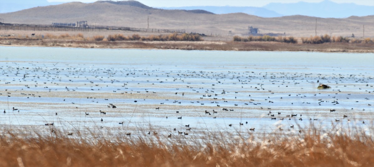 American Coot - ML290289141