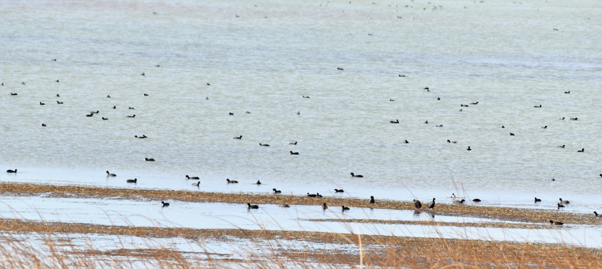 American Coot - ML290289151