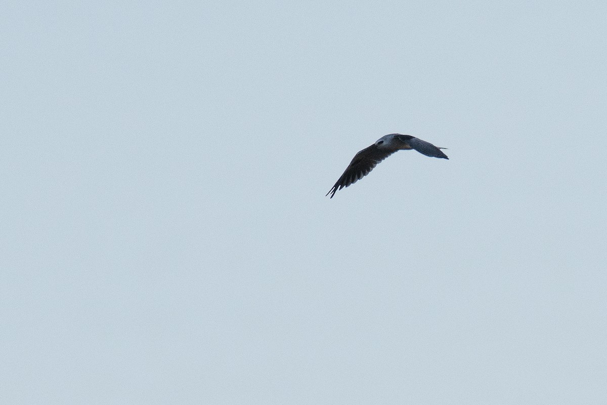 White-tailed Kite - James Brookman