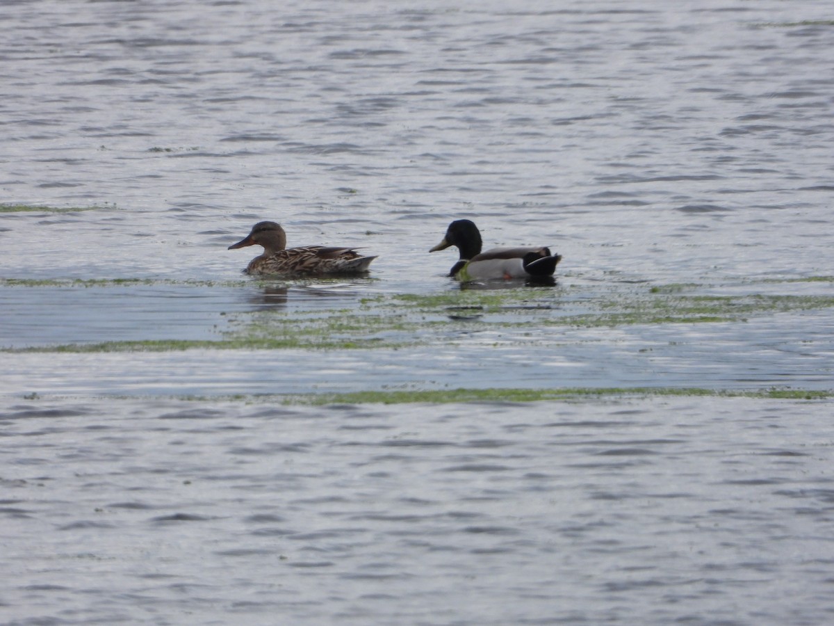 Mallard - Howard Friedman