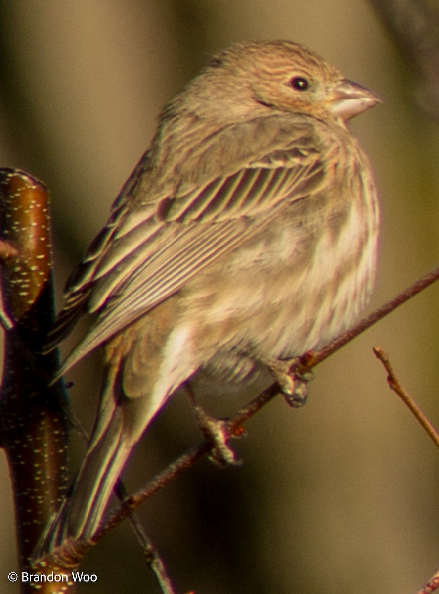 House Finch - ML290291681