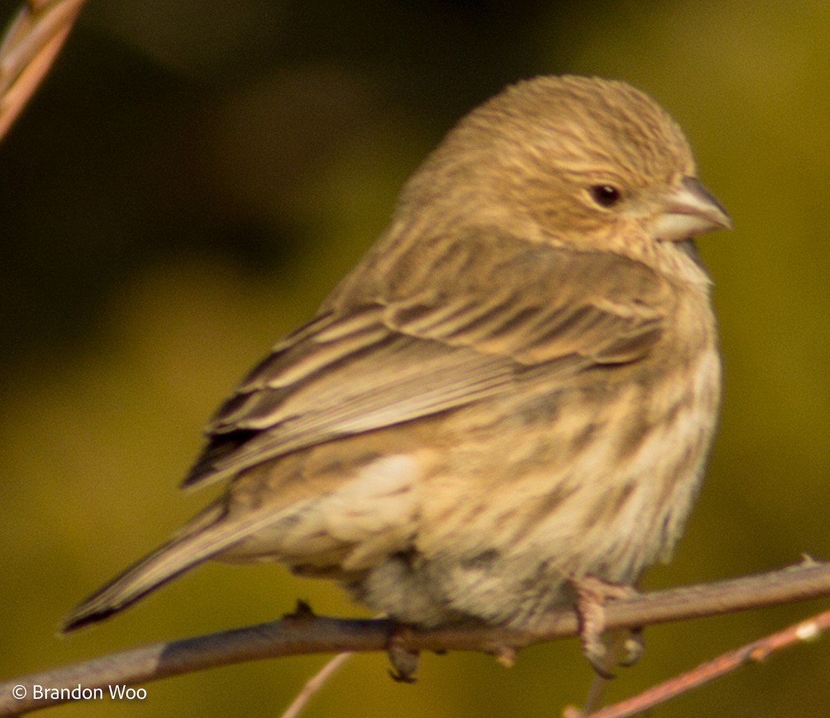 House Finch - ML290291721