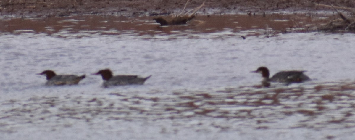 Common Merganser - ML290291881