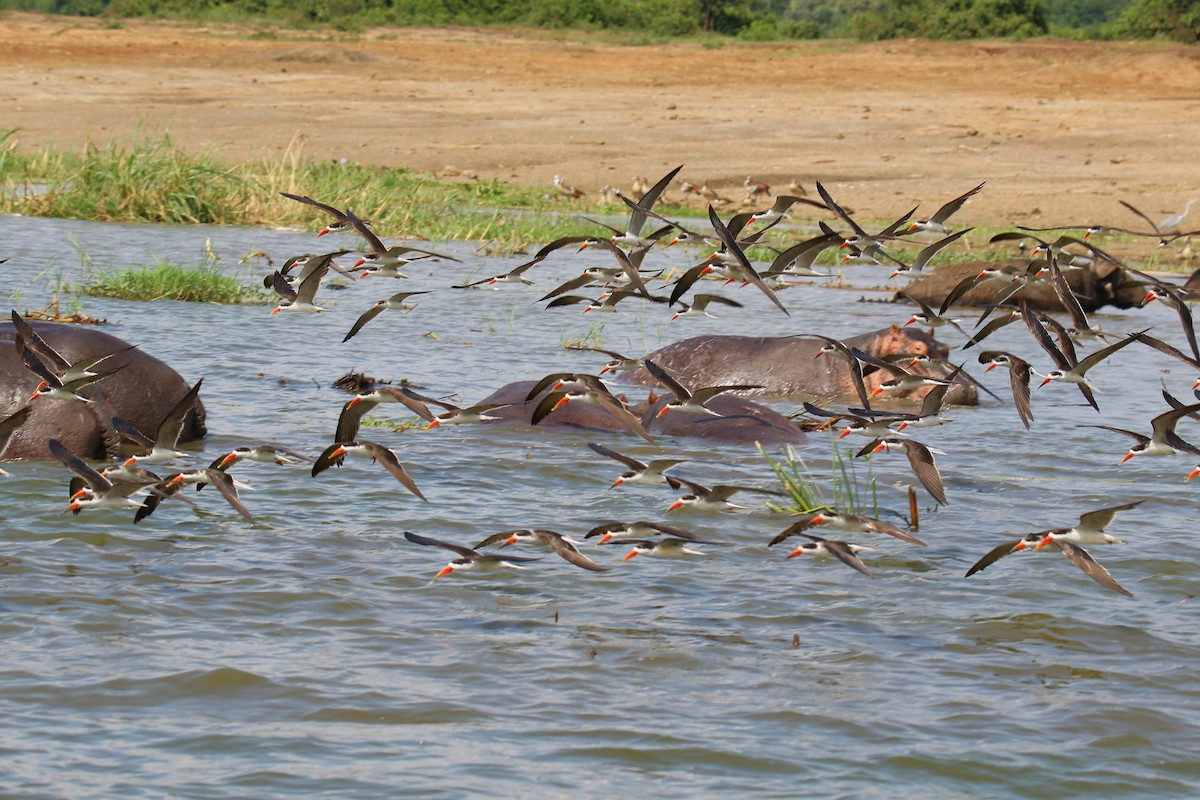 African Skimmer - ML290292201