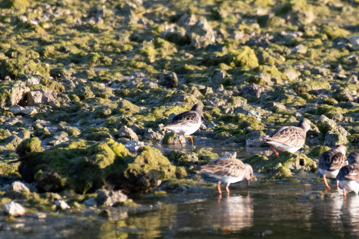 Purple Sandpiper - James Brookman