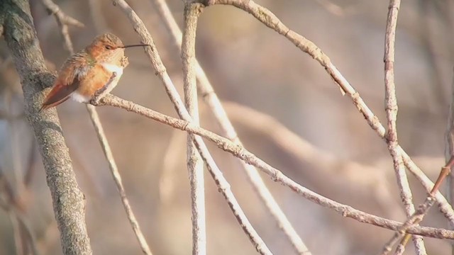 Allen's Hummingbird - ML290294141