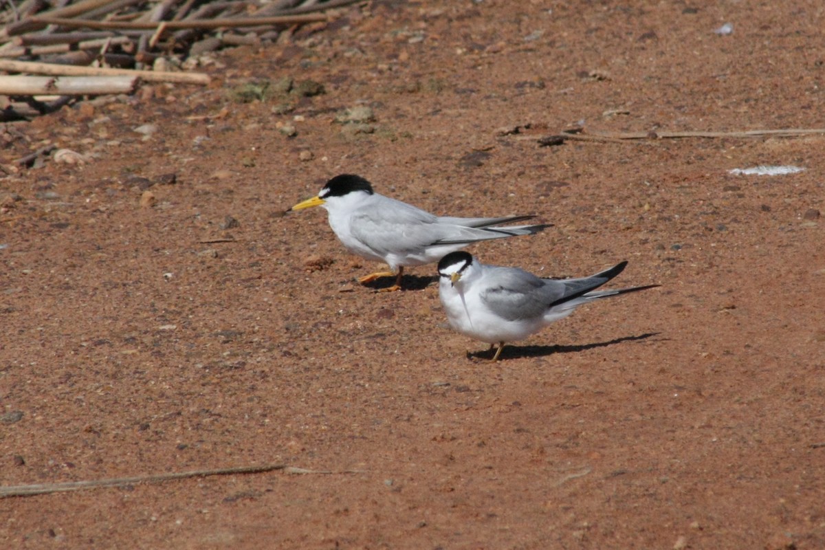 Least Tern - ML29029461