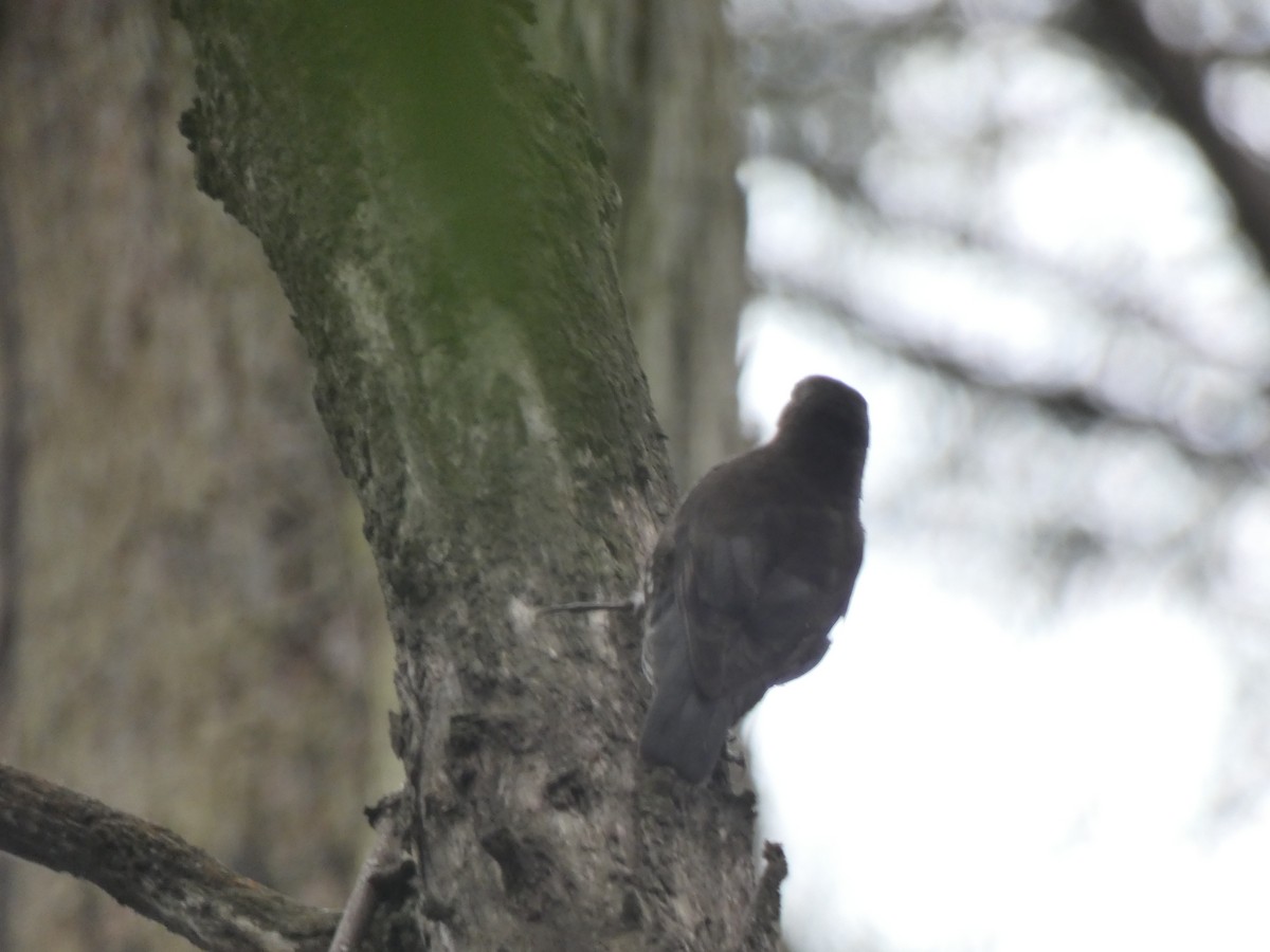 White-throated Treecreeper - ML290295071