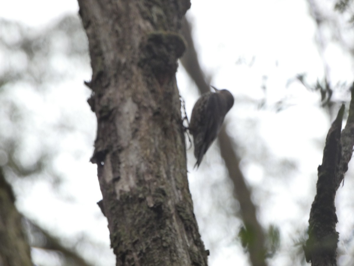 White-throated Treecreeper - ML290295121