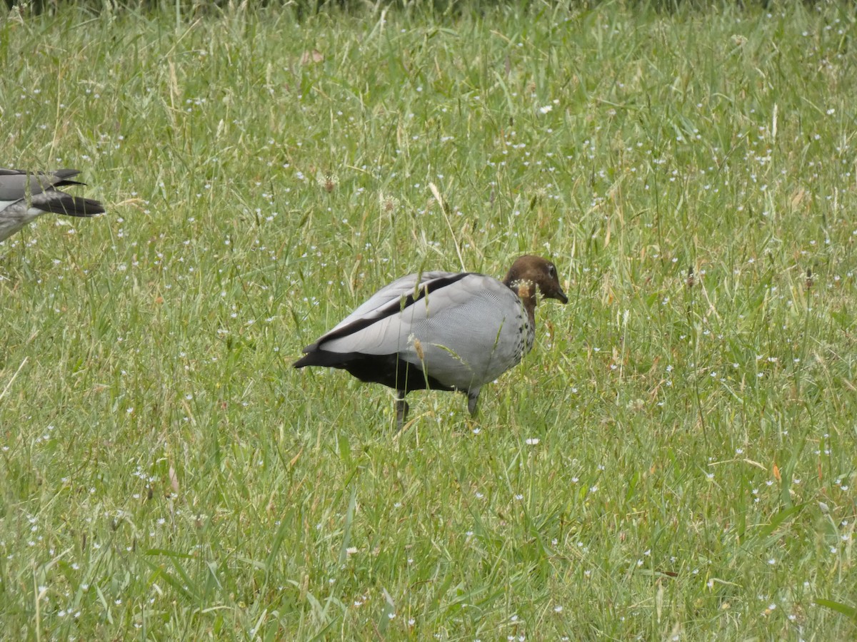 Maned Duck - ML290295201