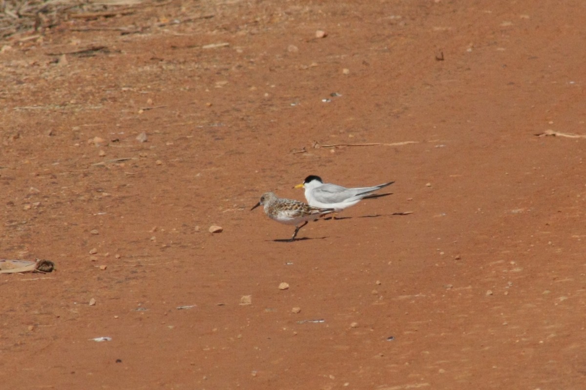 Sanderling - Tory Mathis