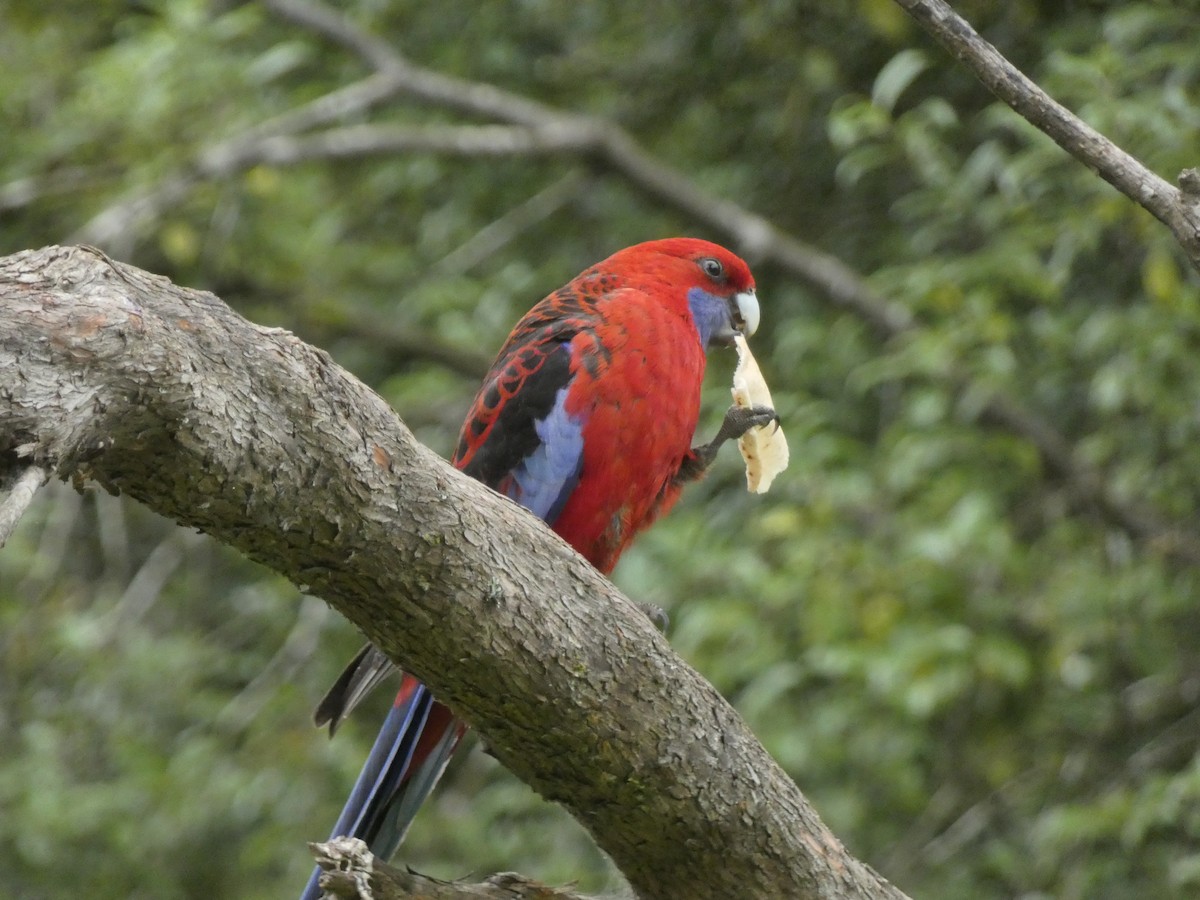 Crimson Rosella - ML290295271