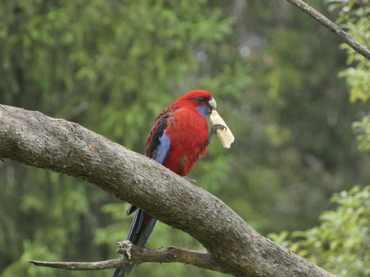 Crimson Rosella - ML290295281