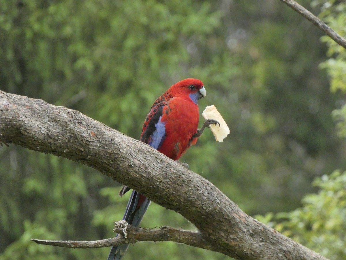 Crimson Rosella - ML290295371