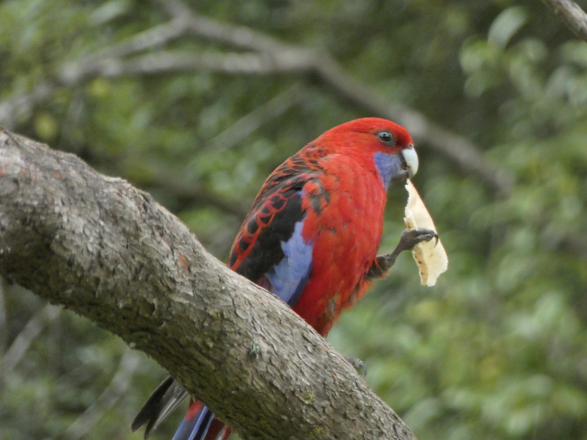 Crimson Rosella - ML290295431