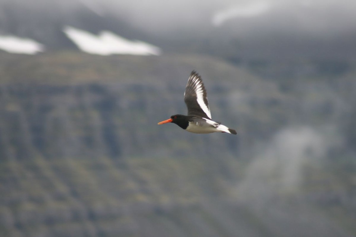 Eurasian Oystercatcher - ML290295721