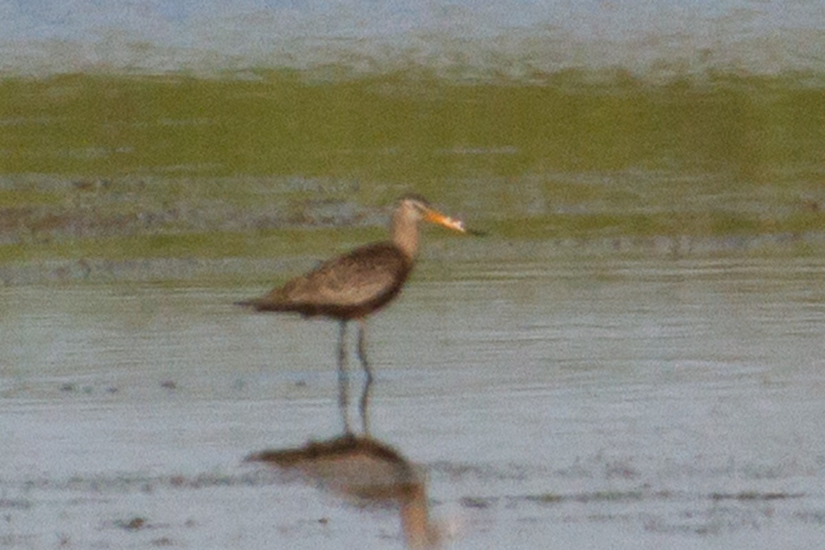 Hudsonian Godwit - ML29029601