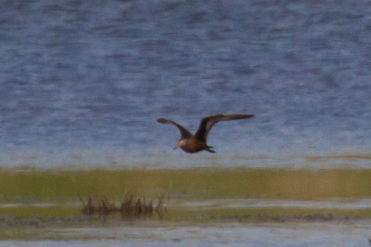 Hudsonian Godwit - ML29029611