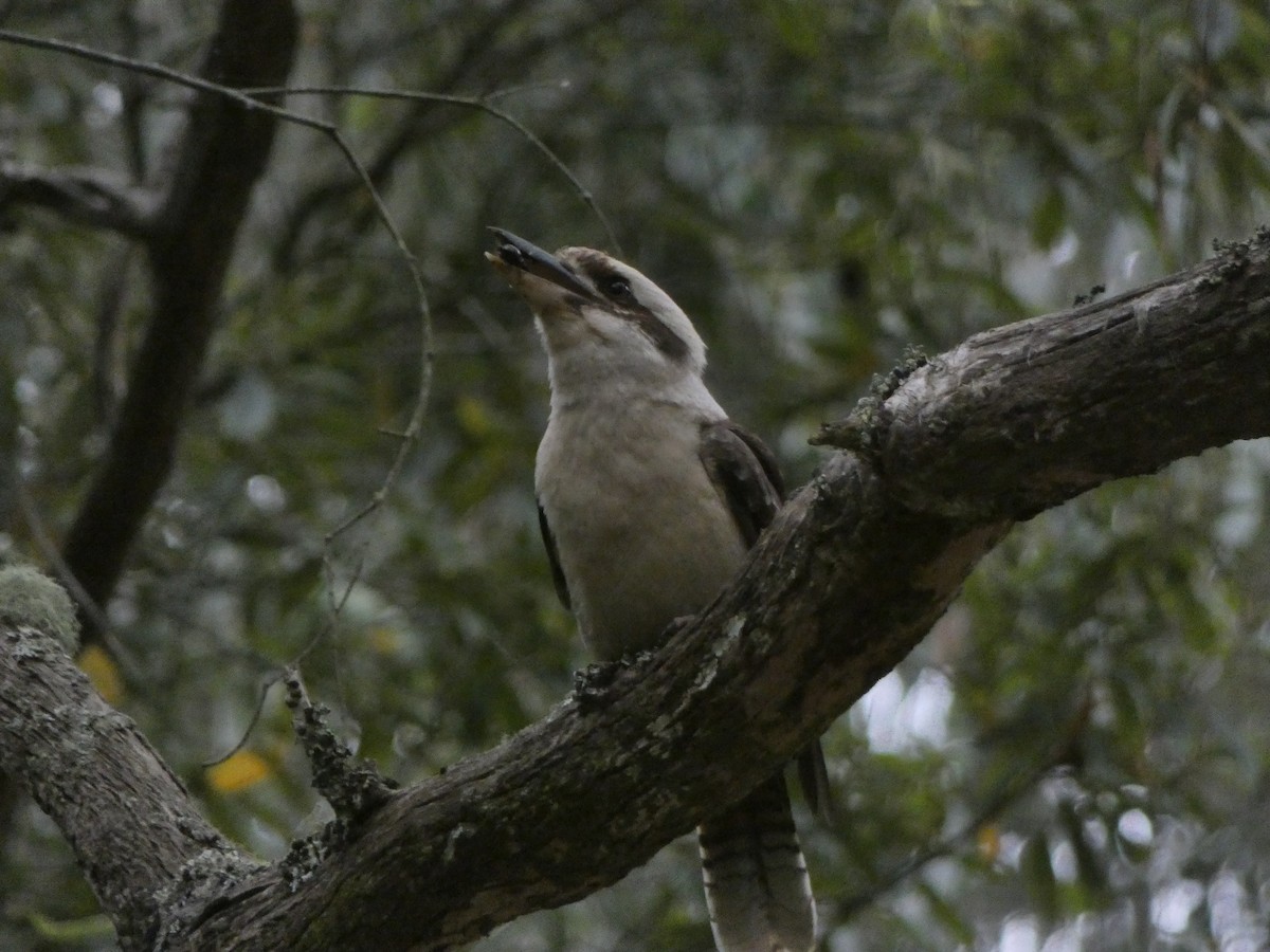 Laughing Kookaburra - ML290297061