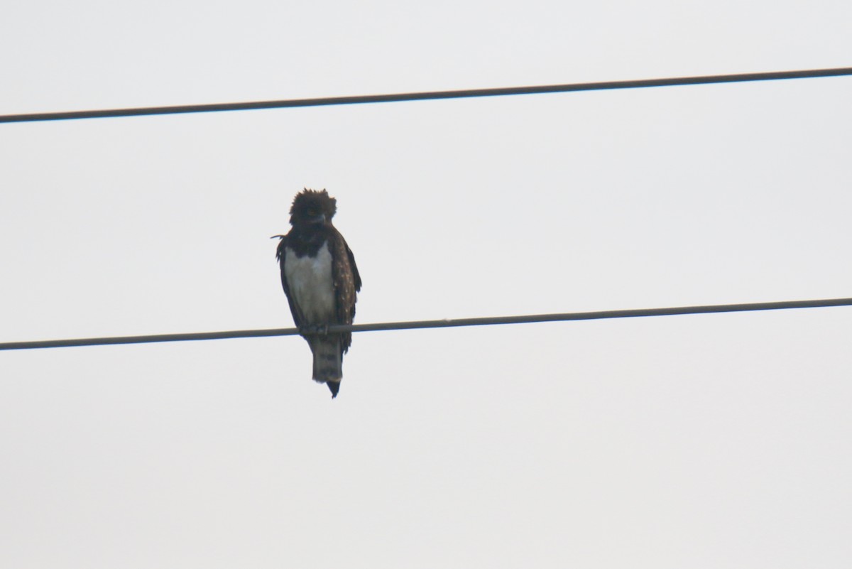 Black-chested Snake-Eagle - ML290297931