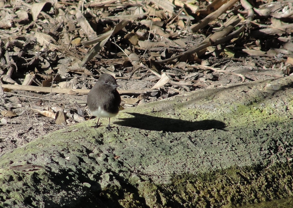 Black Phoebe - ML290298151